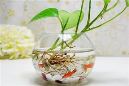 小区家里适合养什么花