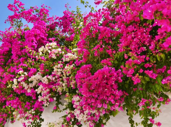 三角梅冬天放在室外会冻死吗温低于10℃时需减少浇水量(三角梅冬天可以放在外面吗)