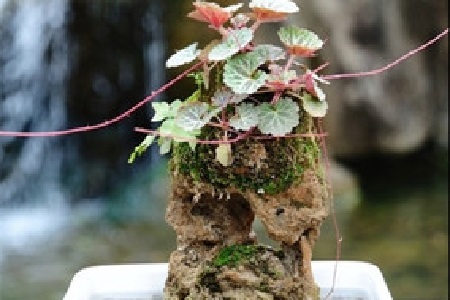 山荷叶的养殖方法和管理