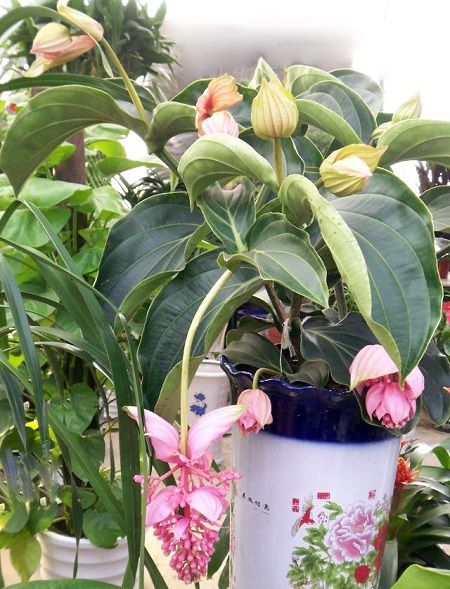 宝莲灯怎么浇水方法