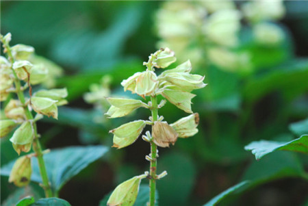 一串红长什么样