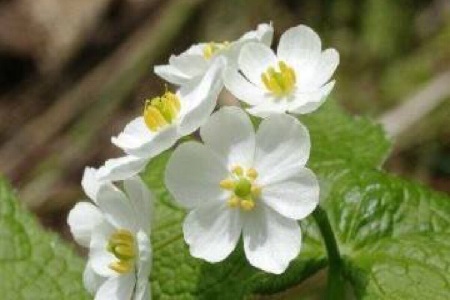 山荷叶的养殖方法和管理