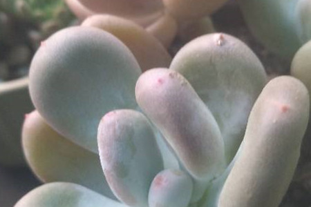 桃美人和桃蛋哪个好