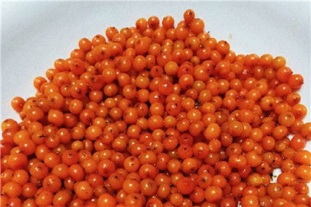 沙棘的扦插技术视频