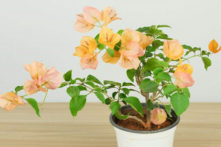 三角梅什么时候修剪好?