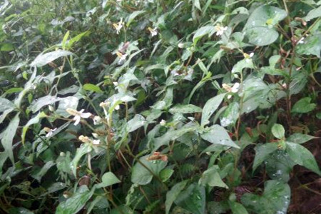 鱼腥草养殖技术