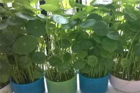 小区家里适合养什么花