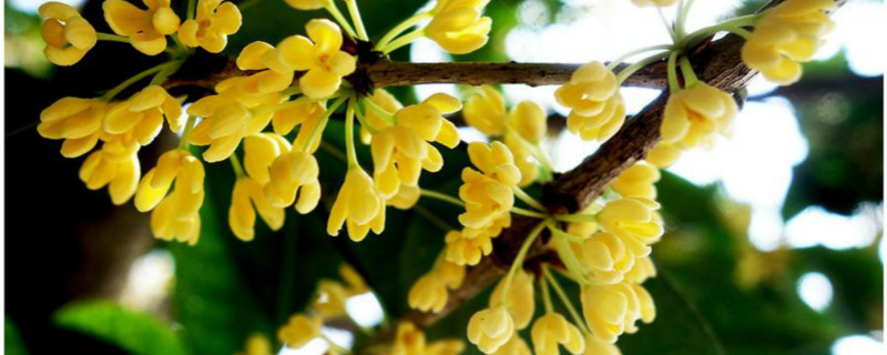 桂花插枝时间和方法(桂花扦插的最佳时间)