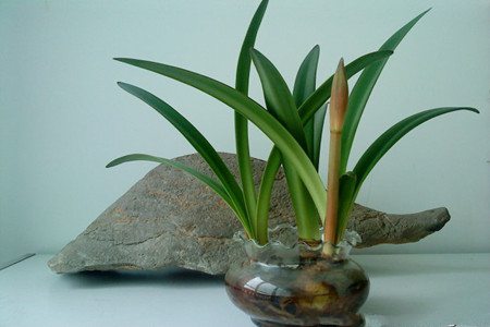 刚栽的朱顶红多长时间浇水视频