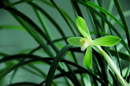 春兰和惠兰的区别在哪里