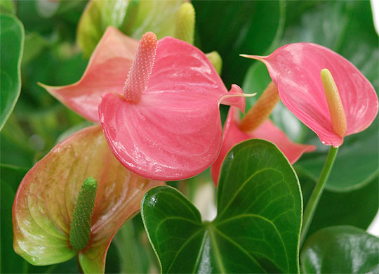 红掌不长怎么办