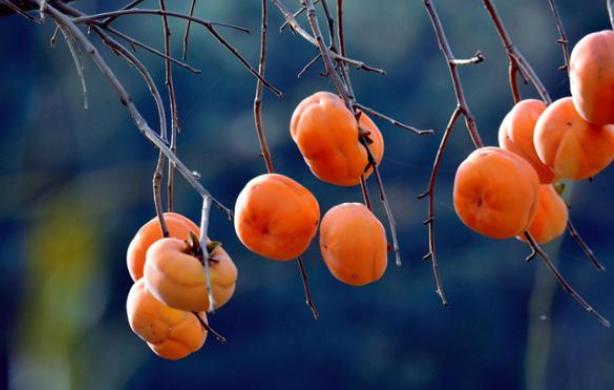 吃完柿子嘴巴好涩怎么办