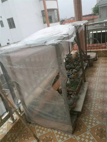 多肉开始枯萎了怎么办