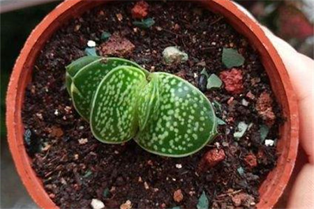 子宝叶片长歪了怎么办