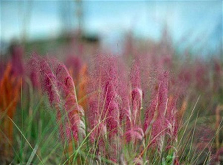 粉黛乱子草的种植和管理