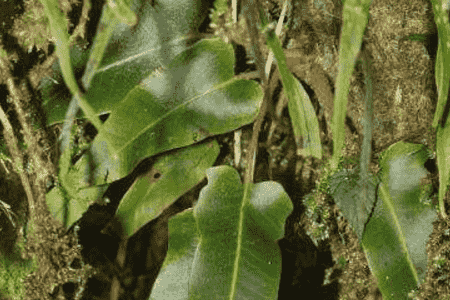 石苇的养殖方法和注意事项视频