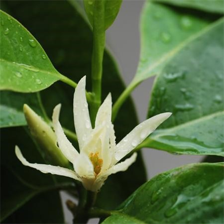 白兰怎么施肥(白兰 施肥)