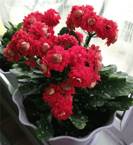 没时间陪父母就给他们买盆花吧的说说