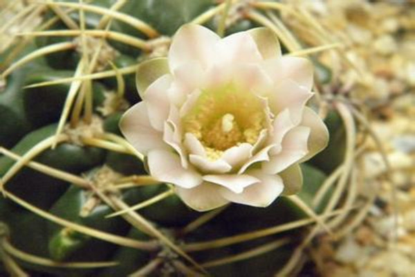 莺鸣玉的养殖方法及注意事项(莺鸣玉开花在什么时候)