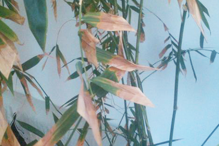 冬天竹子黄叶怎么处理