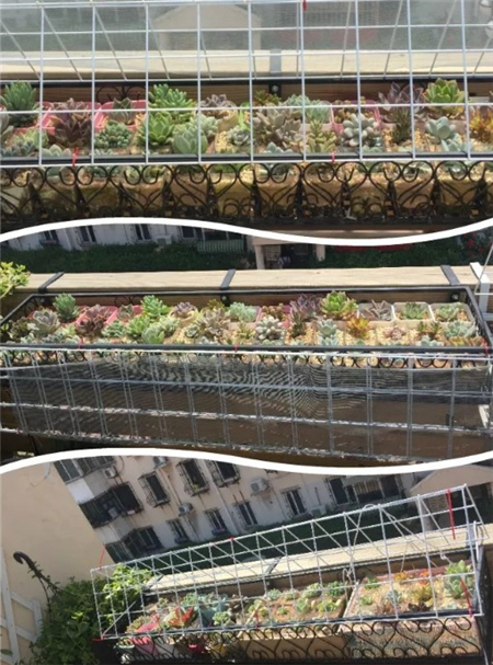 多肉开始枯萎了怎么办