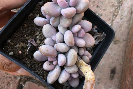 桃美人和桃蛋哪个好