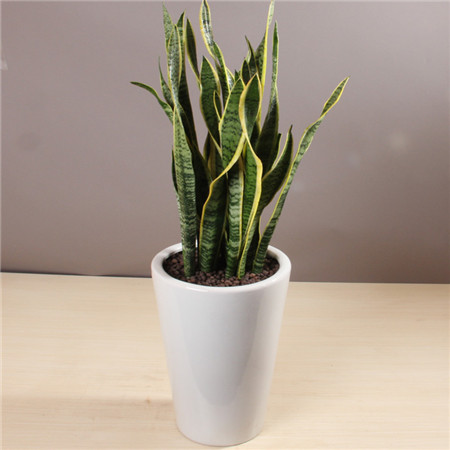 虎皮兰为什么不长根?