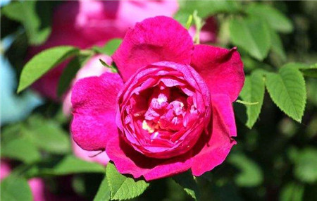 苦水玫瑰食用方法