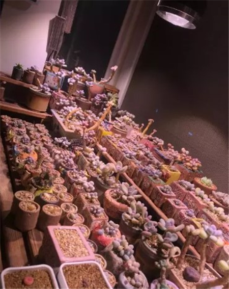 多肉开始枯萎了怎么办