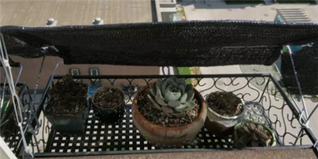 多肉开始枯萎了怎么办