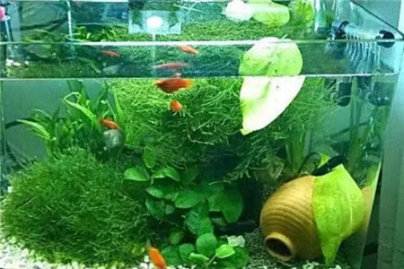 小区家里适合养什么花