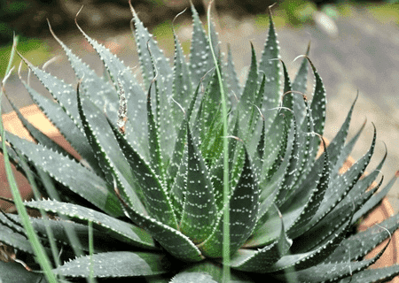 室内绿色植物的作用