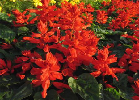 一串红长什么样