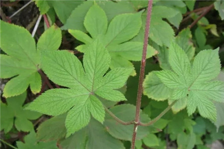 葎草的功效与作用怎么吃