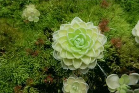 哪些花会吃虫子