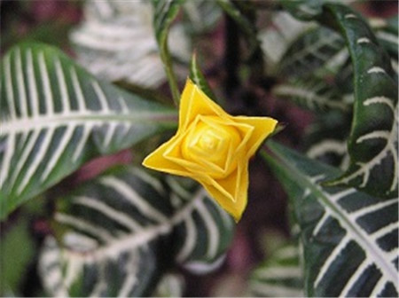 金脉单药花怎么养