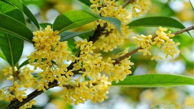 秋天开什么花(秋天开什么花的名字)