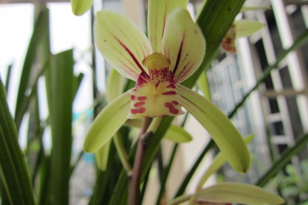 建兰叶子上长黑斑看看原因马上让叶子绿起来！(建兰叶发黑是怎么回事)