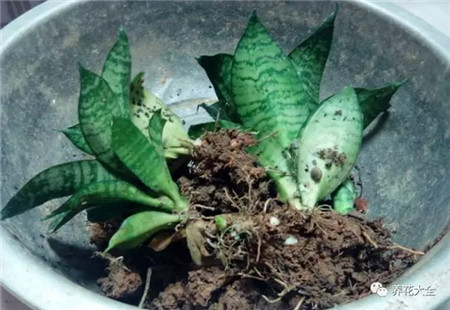 扔花盆有什么忌讳