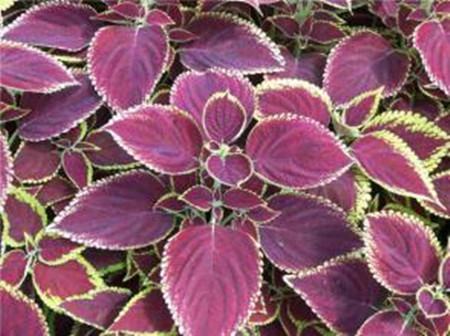 彩叶草怎么播种方法