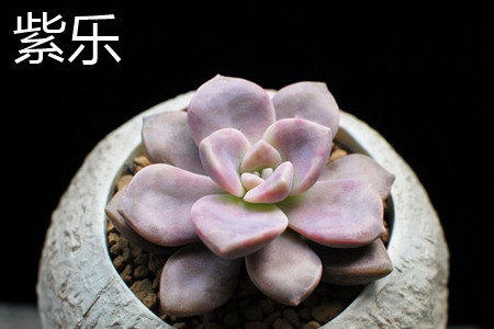 紫乐和华丽风车区别大吗