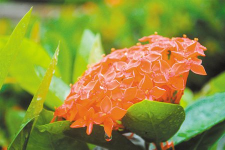 仙丹花开花后怎么处理