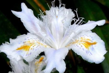 白蝴蝶花长什么样