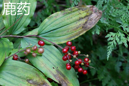 鹿药和鹿莲的区别