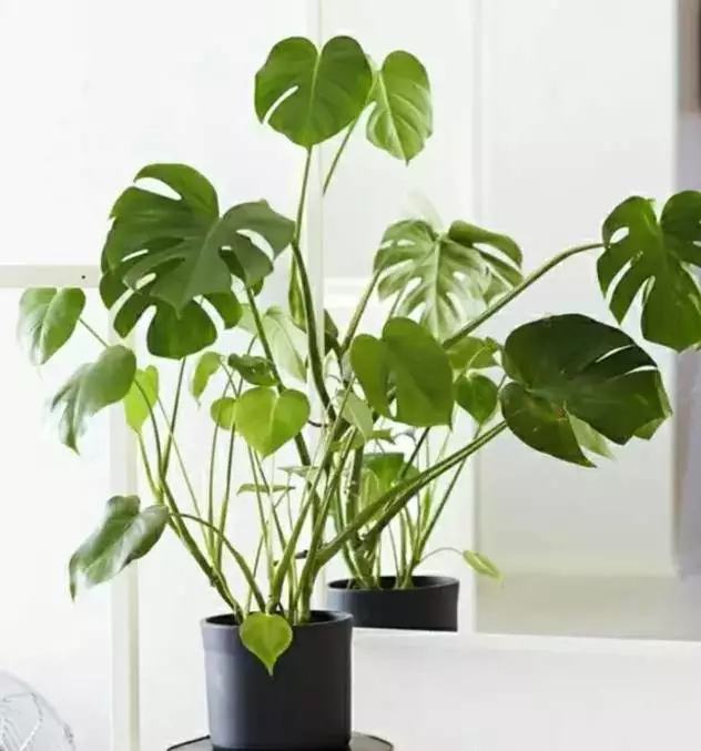 哪种花吸甲醛好