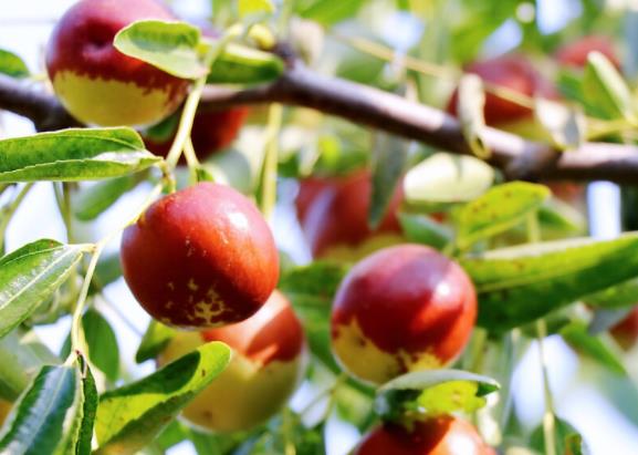 吃冬枣会伤胃吗