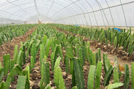 火龙果苗冬天怎么过冬视频