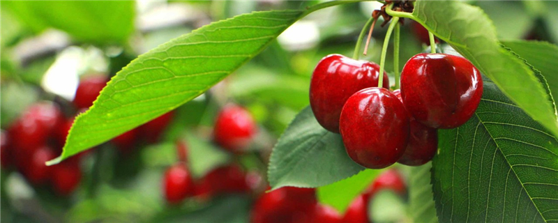 樱桃树苗多少钱一棵樱桃树图片(樱桃树10公分价格)