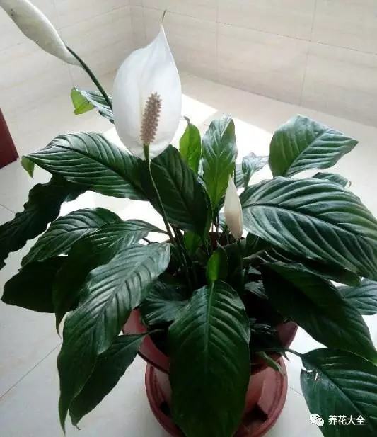 哪种花吸甲醛好