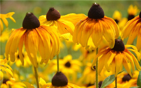 黑心菊开花及欣赏方法